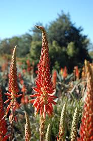 Image result for Aloe arborescens × musapana