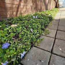 Image result for Vinca minor