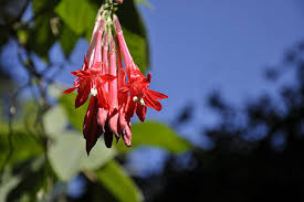 Check spelling or type a new query. South American Cloud Forest Plants For Your Containers Growing With Plants