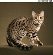 Silver & Brown Spotted Bengal Kittens For Sale - Texas ...