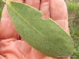 Image result for Protea welwitschii