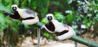 Madagascar, also known as the republic of madagascar is a vast island nation approximately 200 miles off the southeast coast of africa. The Lemur An Emblematic Species Of Madagascar Voyage Tourisme Madagascar