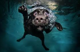 underwater dog photography by seth casteel cuded tiere unterwasser hunde hunde