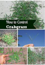 The dogon of mali, who call crabgrass po, believe the supreme creator of the universe, amma, made the entire universe by exploding one grain of crabgrass inside the egg of the world. How To Get Rid Of Crabgrass Kill Weeds Pro Tips Install It Direct