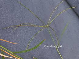 Image result for Enteropogon
