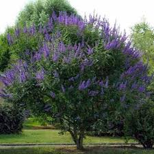 Image result for Agelanthus deltae