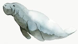 Watercolor Painted Dugong Transparent Png Premium Image By Rawpixel Com Niwat Sea Illustration Dugong Watercolor Transparency