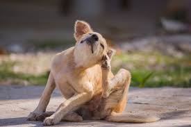Advantus soft chews for large dogs. Tick Season Is In Full Swing These 7 Products Can Help