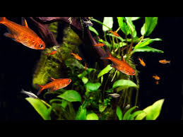New Ember Tetra Owner/Questions | Tetras Forum | Fishlore Aquarium Forum
