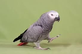 Its feathers may exhibit white edging. How To Read African Grey Body Language All About Parrots