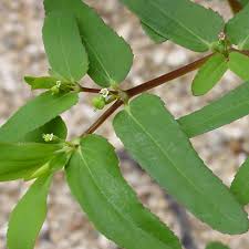 Image result for Euphorbia hyssopifolia