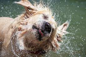 May 20, 2021 · how to get rid of wet dog smell bathing your dog routinely can do a lot to keep dog smells away. How To Keep Your Home Free From The Dreaded Wet Dog Smell