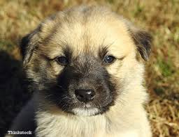 The Anatolian Shepherd