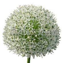 Allium White Flowers Allium Allium Flower Flowers Near Me Wholesale Flowers Allium Flowers Flowers Online