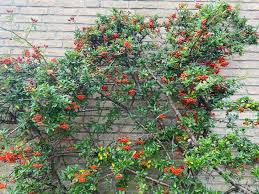 Image result for Pyracantha coccinea red column