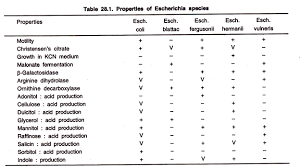 Escherichia Coli E Coli Meaning Morphology And