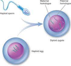 The zygote is endowed with genes from two parents, and thus it is diploid (carrying two sets of chromosomes). How The F K Does One Cell Turn Into A Whole Organism 3 Steemit