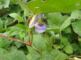 Image result for Vigna reticulata