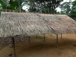 Image result for Raphia gentiliana