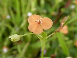 Image result for Murdannia stricta