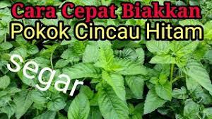 Pada awalnya dikenal sebagai tanaman obat karena gelatinya yang pekat dipercaya mengembalikan luka yang terbuka segera tertutup kembali. Cara Membiakkan Pokok Cincau Hitam Di Polibag Youtube