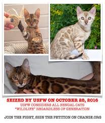 Bengals are a beautiful exotic breed. Usfw Recognize The Bengal Breed As Domestic Cats Bengal Cats