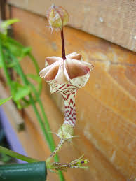 Image result for Ceropegia haygarthii