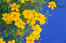 Image result for tagetes)