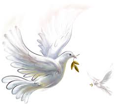 Png Tubes Doves Png Tubeler Guvercin Png Resimler Doves Bird Png Tubes Bird Doves Beautiful Birds Birds Painting White Doves