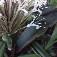 Image result for Multidentia concrescens