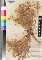 Image result for Nicolasia stenoptera