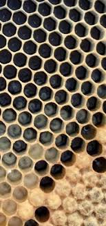 Beehive Inspections What To Look For Carolina Honeybees Bee Keeping Bee Hive Backyard Bee
