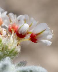 Image result for Eriosema montanum