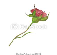 Il linguaggio dei fiori giapponese è chiamato hanakotoba. Roses Matite Colorato Illustrazione Gambo Realistico Fiori Disegno Germoglio Canstock