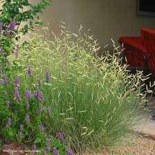 Catherine, horticulturist with coloradoyardcare.com, demonstrates how to cut back blonde ambition blue grama grass in spring (bouteloua gracilis 'blonde ambi. Bouteloua Gracilis Blonde Ambition Is A Star Hoffman Nursery Landscaping Inspiration Ornamental Grasses Grasses For Landscaping