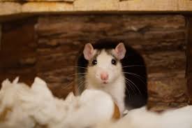 Floorboards of the old fargo delivery truck in toronto's distillery district. Rats In Your Rental Responsibility And Treatment Rent Blog