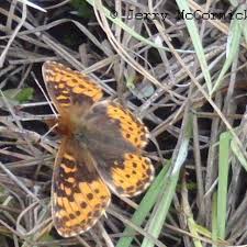 Image result for Fuirena bullifera