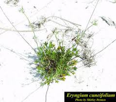 Image result for Zygophyllum cuneifolium