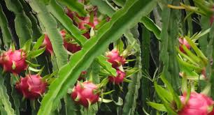 Pruning a dragon fruit cactus. Dragonfruit Pitahaya Pitaya San Diego Zoo Animals Plants