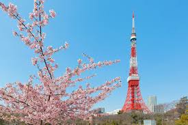 Throughout the city, the trees are at their prime viewing for the year. 10 Places In Tokyo To See Cherry Blossoms This Spring