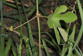 Image result for Ampelocissus africana