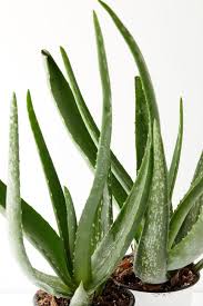 Check spelling or type a new query. Aloe Vera Plant Care Learn To Grow This Healing Succulent Natalie Linda