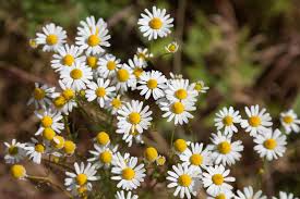 Ein garten blog über das neuanlegen eines gartens nach dem hausbau, biologisches gärtnern,rosen. Kamille Sortenunterschiede Und Verwechslungsgefahr Plantura
