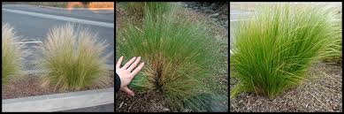 A Guide To Planting Ornamental Grasses - Burpee