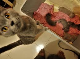 Untuk angka peruntungan kucing ialah : Ujang Memulo Aghitu Seko Yo Kucing Kek Ghumah Ni Pehtu Facebook