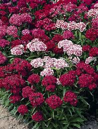 Prune carefully in winter or after fruiting which will encourage new growth. Sweet William Indian Carpet 40 Plus 20 Free Large Plug Plants Sweet William Indian Carpet Biennial Plants