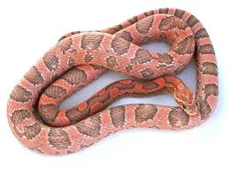 Black And White Corn Snake Morph Coral Ghost Corn Corn Snake Snake Snake Breeds