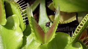 Maybe you would like to learn more about one of these? Newsflare Moment An Unsuspecting Fly Is Trapped By Venus Fly Trap Caught On Super Slow Motion Video In Sunny Uk Conservatory