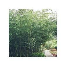 Haie En Bambou Phyllostachys Bissetii Bambou Haie Haies Brise Vue