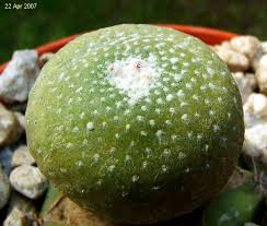 The place to buy your favorite peruvian cacti grown here in sunny arizona. Blossfeldia Liliputiana